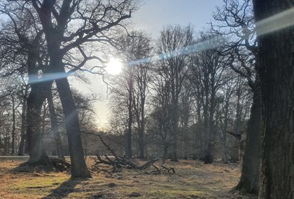 Highli Sun I Forest 2021 Jj