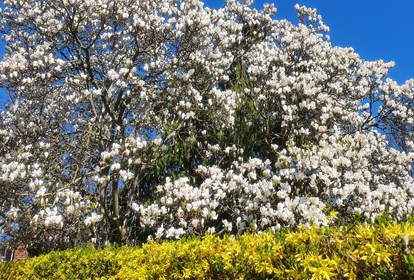 Foraarsblomster Himmelblaa 2021